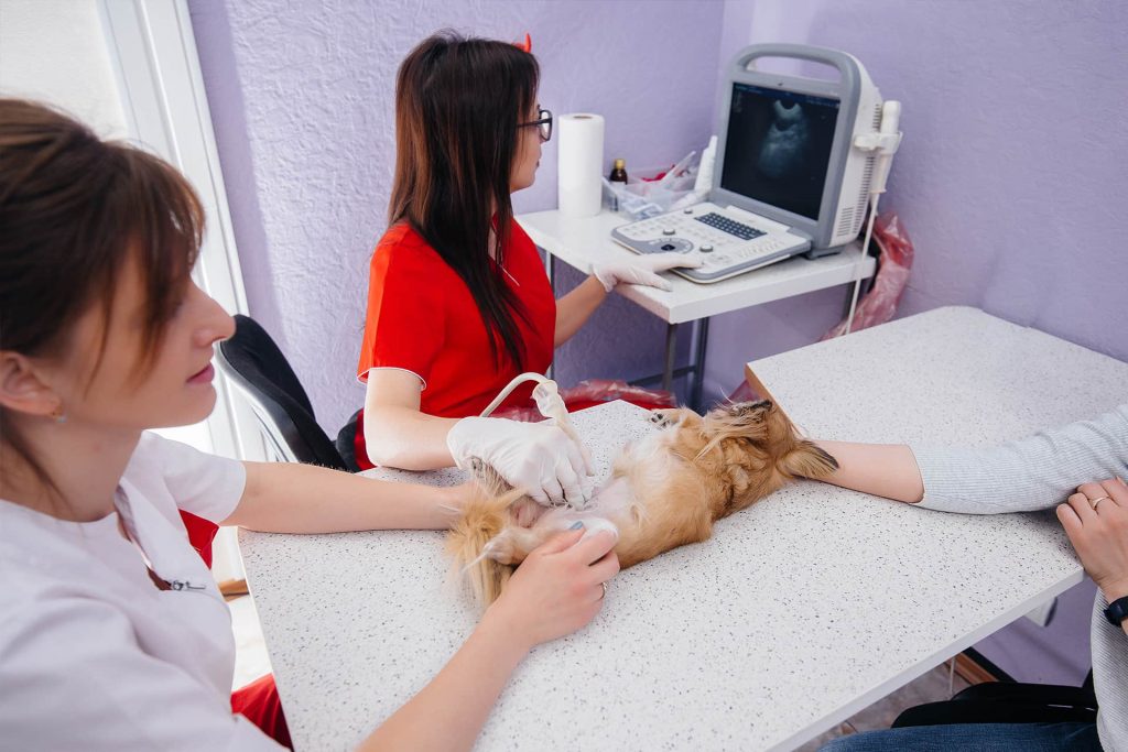 kutya ultrahang