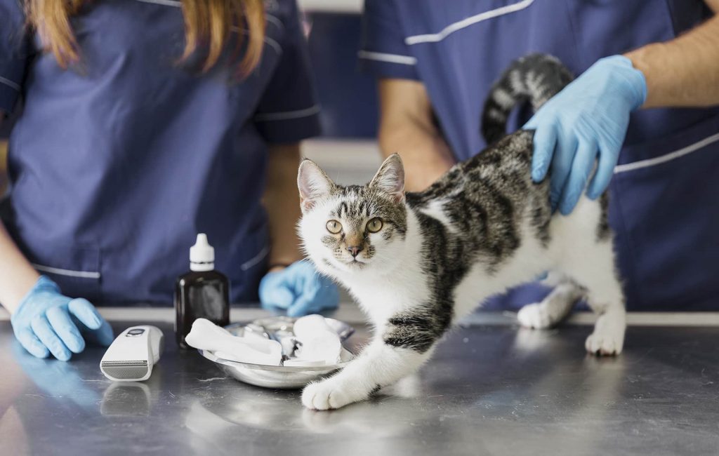 macska állatorvosi vizsgálat