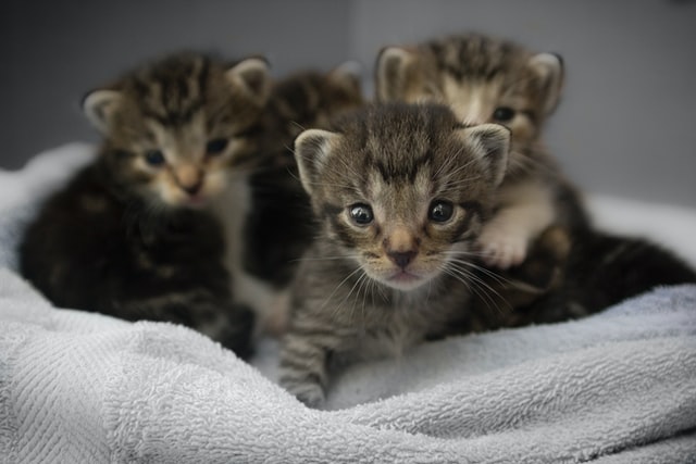 Tüzelés: kiscicák, mint következmény