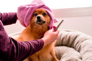 kutya szőrhullás kezelése