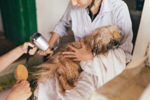 kutyakozmetika fontossága