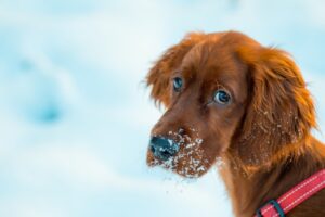 kutya ivartalanítás utáni komplikációk blog