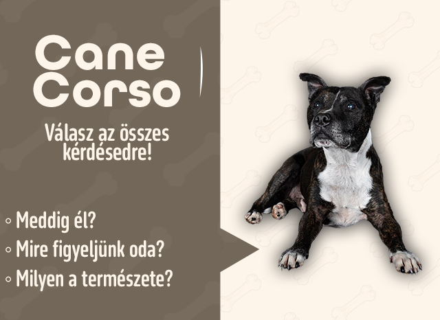 Cane Corso kutya